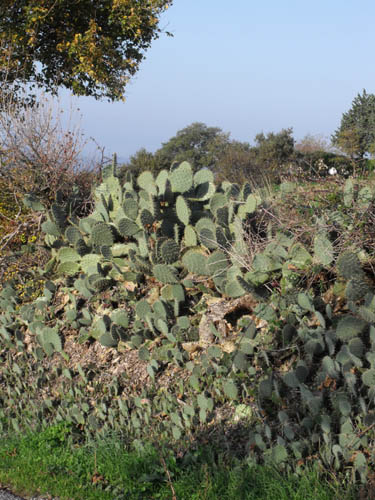 Opuntia ficus-indica (L.) Mill.